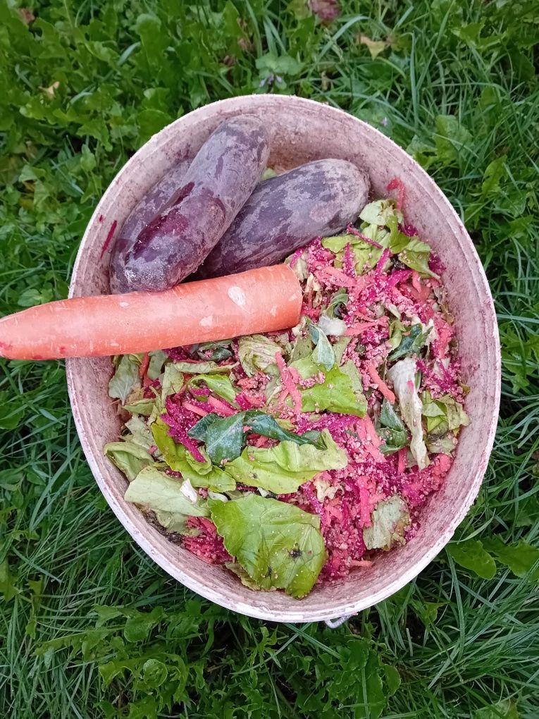 Kura kury aracuany naturalne ekologiczne araucany pisklaki araucany ku