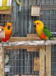 Casal de Aratingas Jandaya