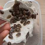 Karaczan argentyński Blaptica dubia karmówka wylęg 50szt.