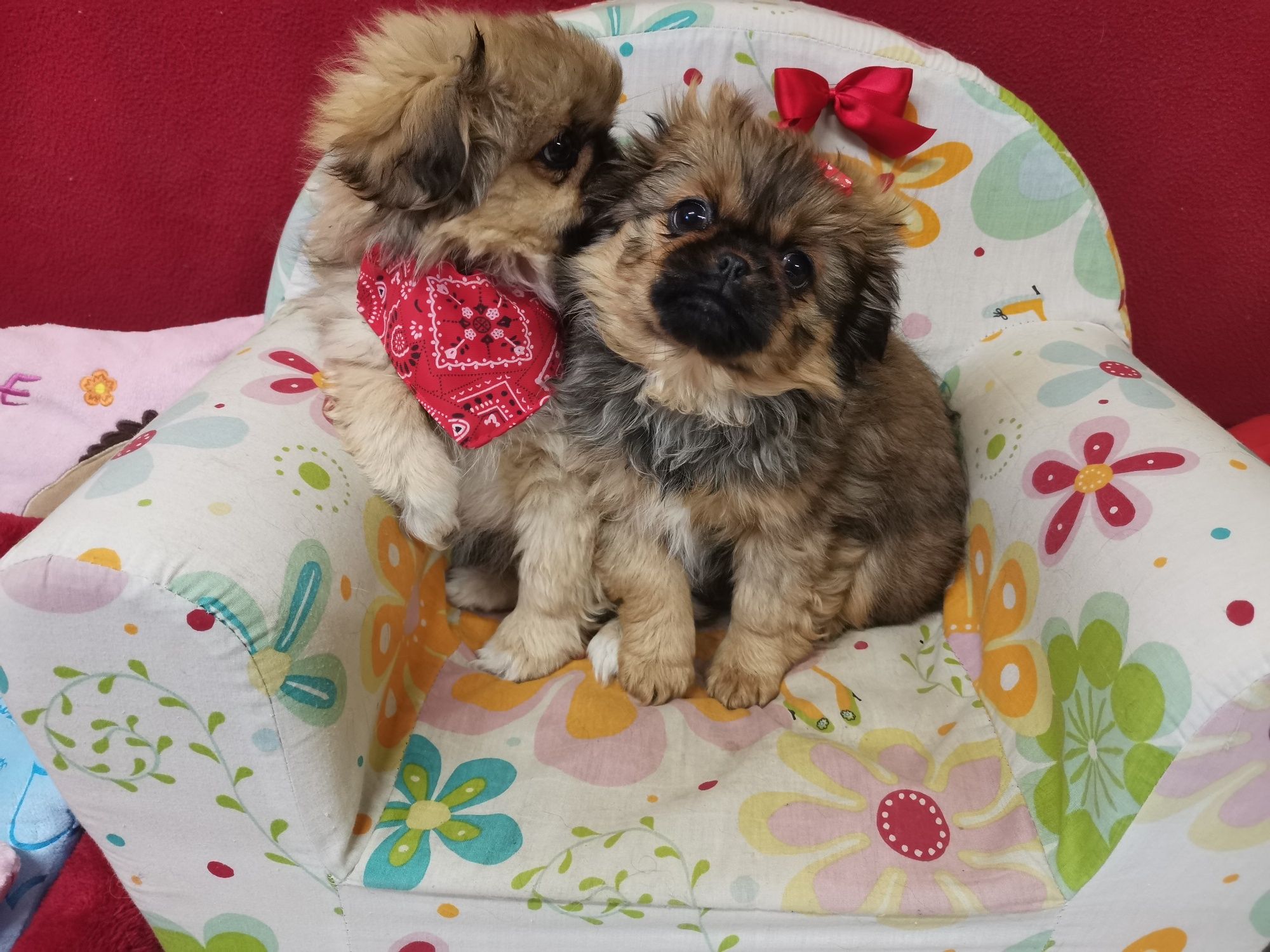 Pekińczyk Szczeniak Nie Shih Tzu