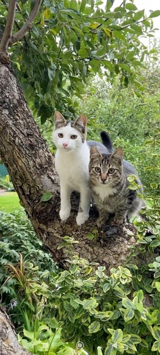 Кошенята в добрі руки