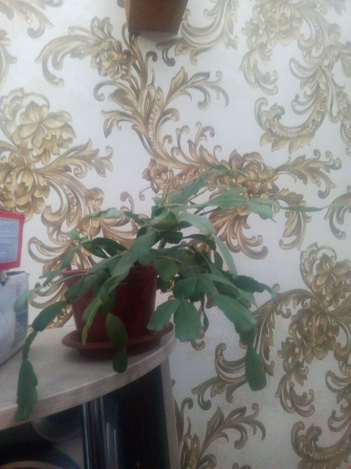 рождественник