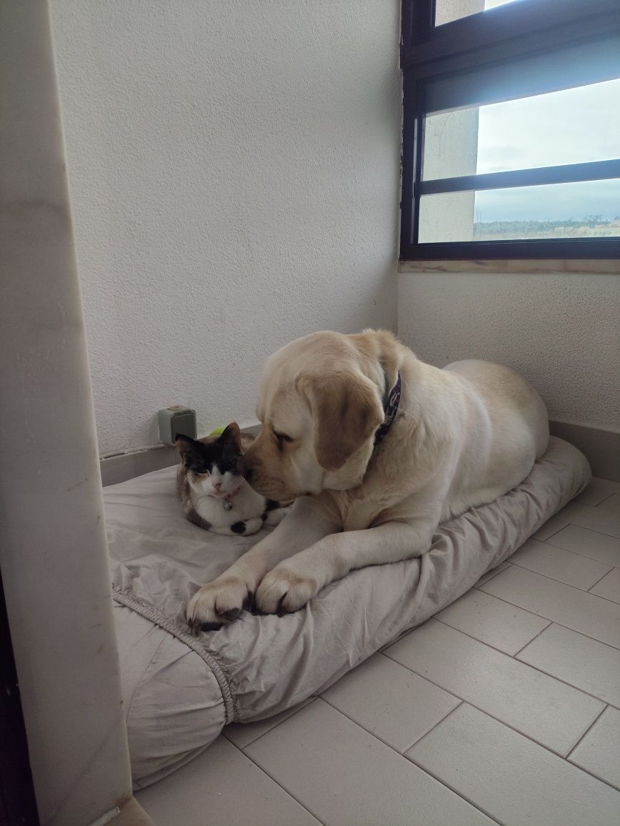 Para Adoção Responsável: Cadela Labrador + Gata Meiga (Juntas)