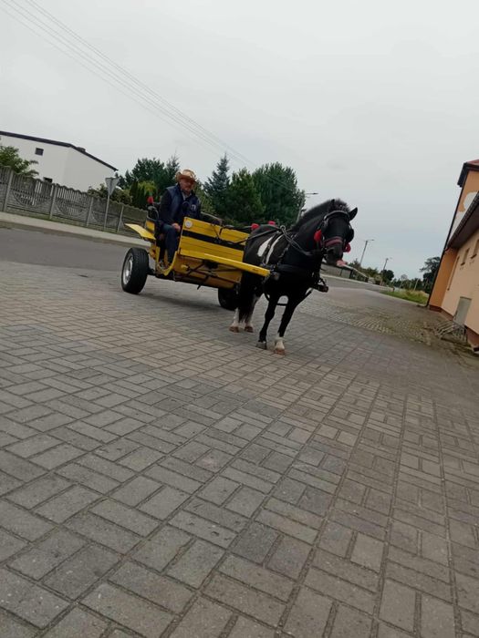 Kobyłka i ogierek