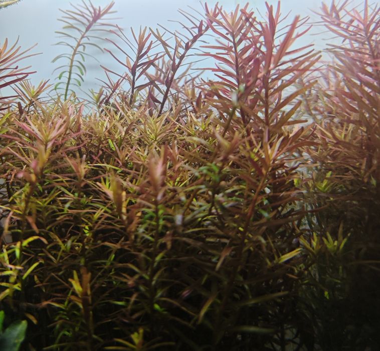 Rotala "Vietnam H'ra