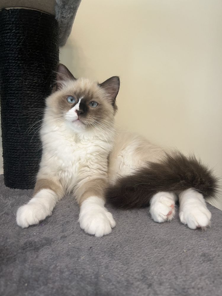 Ragdoll kocurek , rodowod FPL.