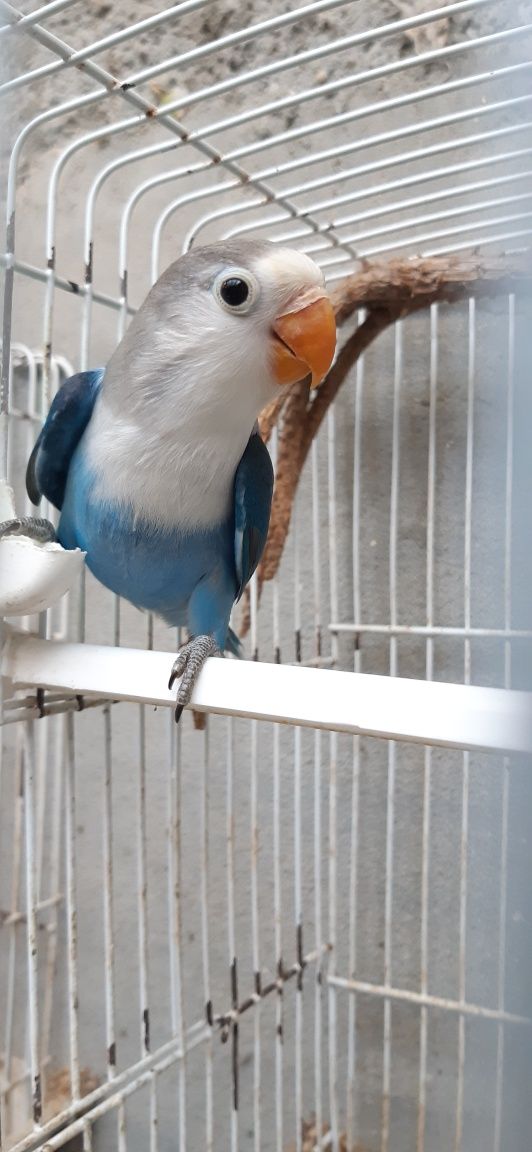 Agapornis Fischeri Macho de 2025