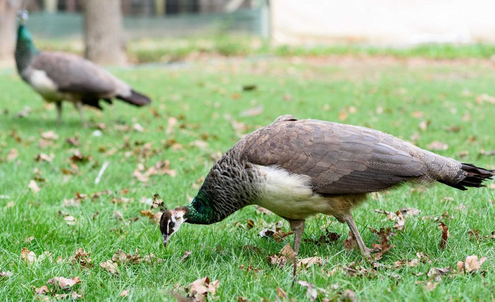 sprzedam pawie młode