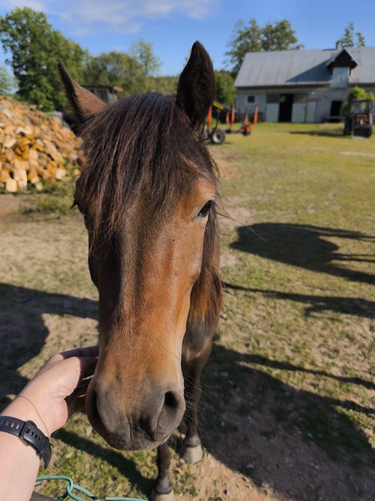 Klaczka huculska Waleriana