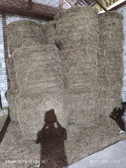 Siano 120 belka tegoroczne