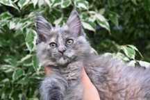 Koteczka Maine Coon OSTATNIA