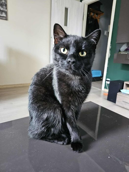 Miziasty kocurek szuka domu niewychodzącego
