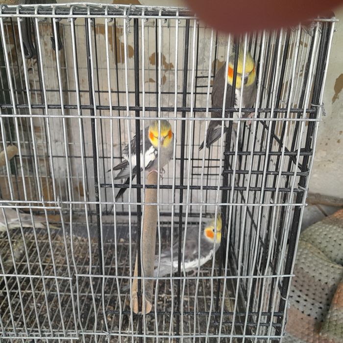 Vendo caturras bonitas