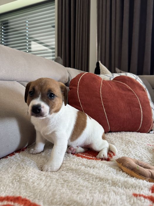 Jack russel terrier suczka