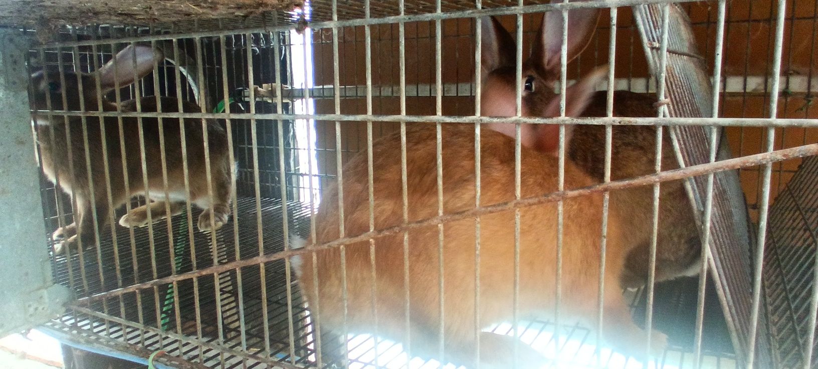 Coelhos para cria, recria, abates e abatidos.