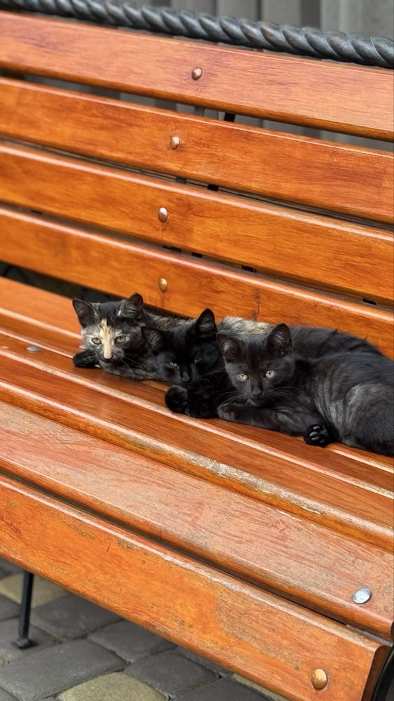 Відаи в добрі руки котика (два хлопчики ) (одна дівчинка)