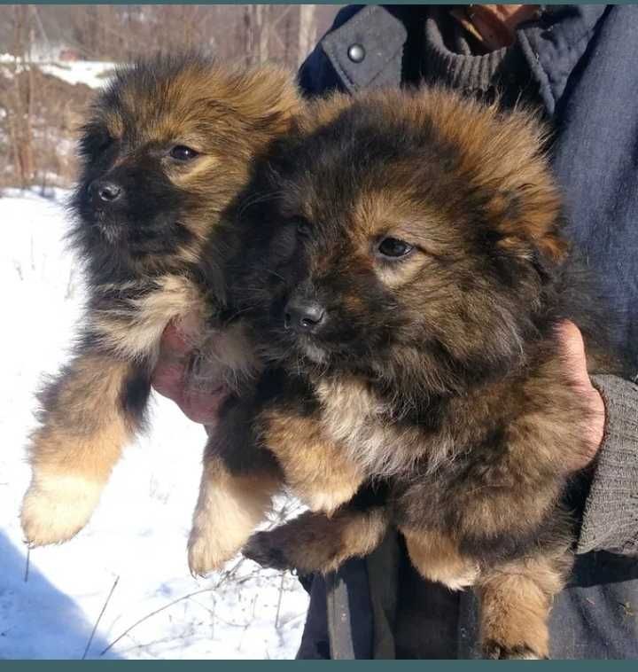 Сказачно красивые мальчики девочка..Бесплатно.