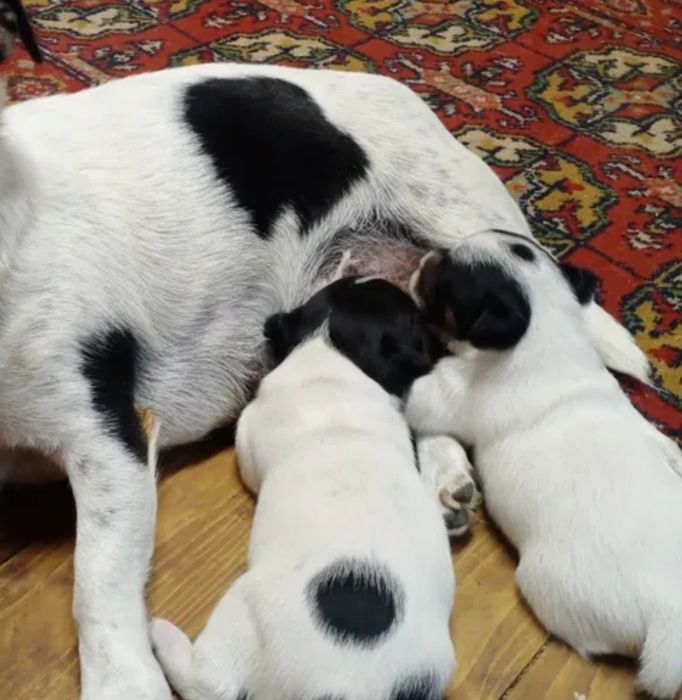 Пес патрон Джек Рассел тер'єр міні хлопчик