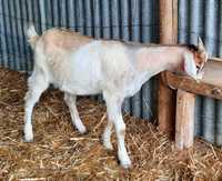 Cabrito para venda