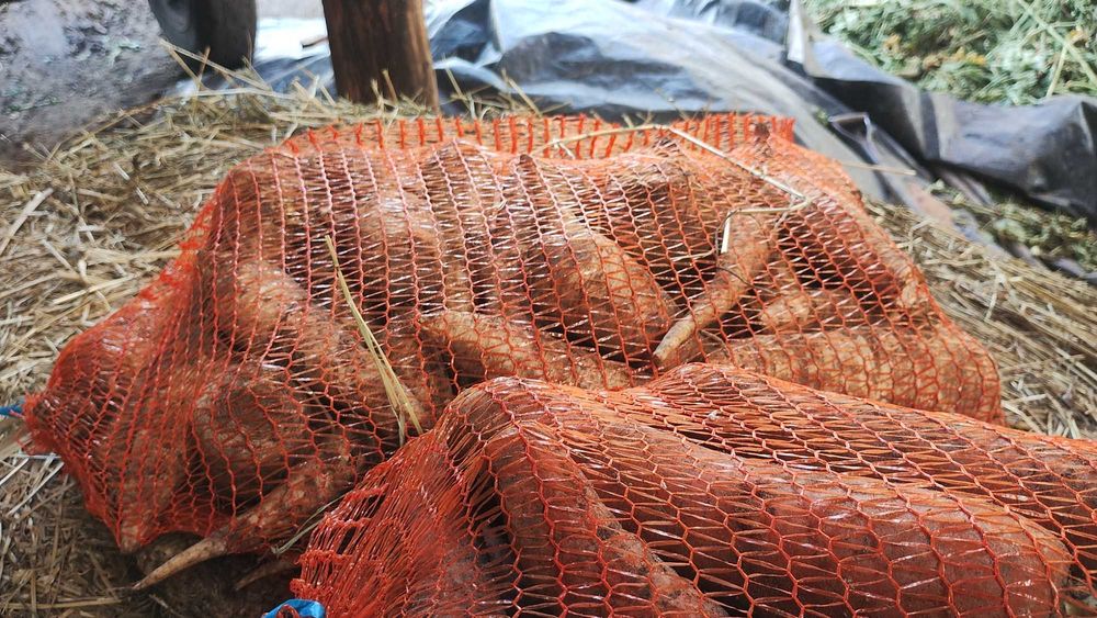 Pietruszka z marchewką