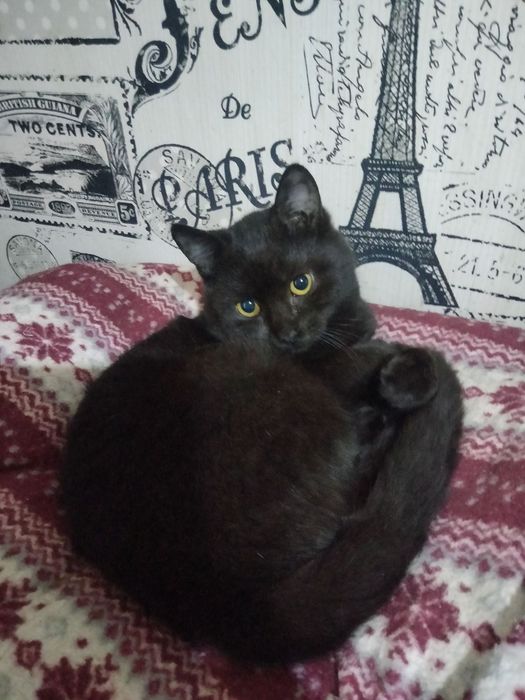 Кошенята- котята