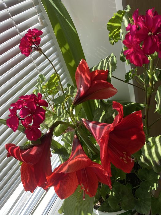 Продам два гощика квітки амариліс.у горщіку по одній цибулині.