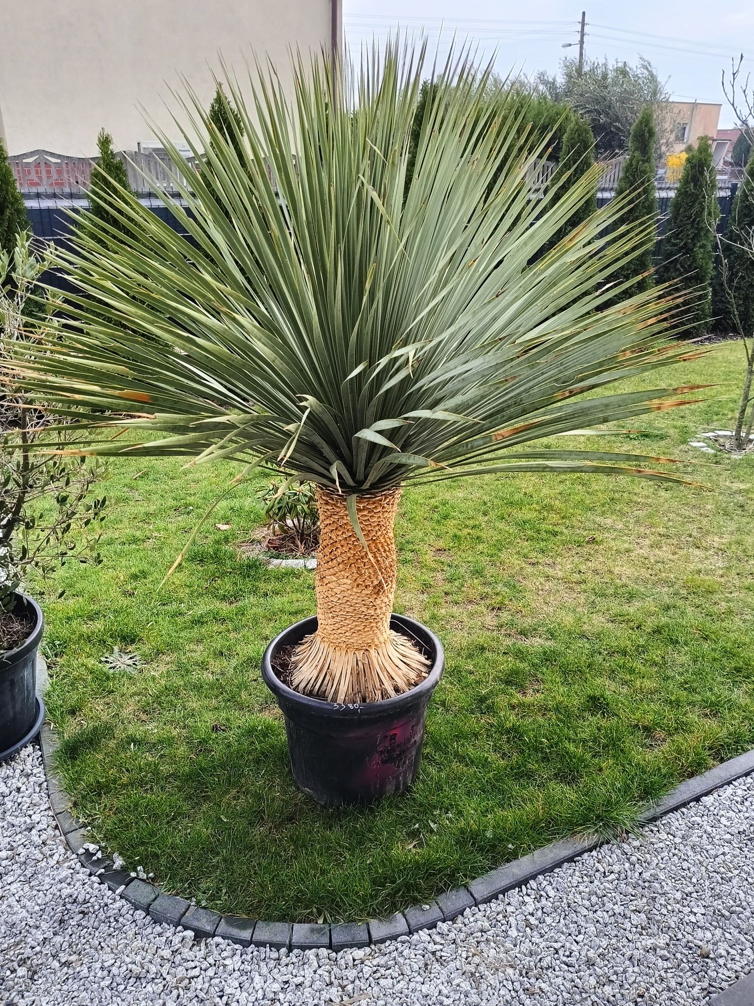 Palma Karlatka Chamaerops Humilis mrozoodporna. 

W doniczce jest 7 sz