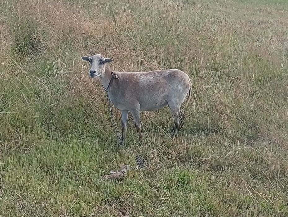 Sprzedam owce kameruńskie i wrzosówki