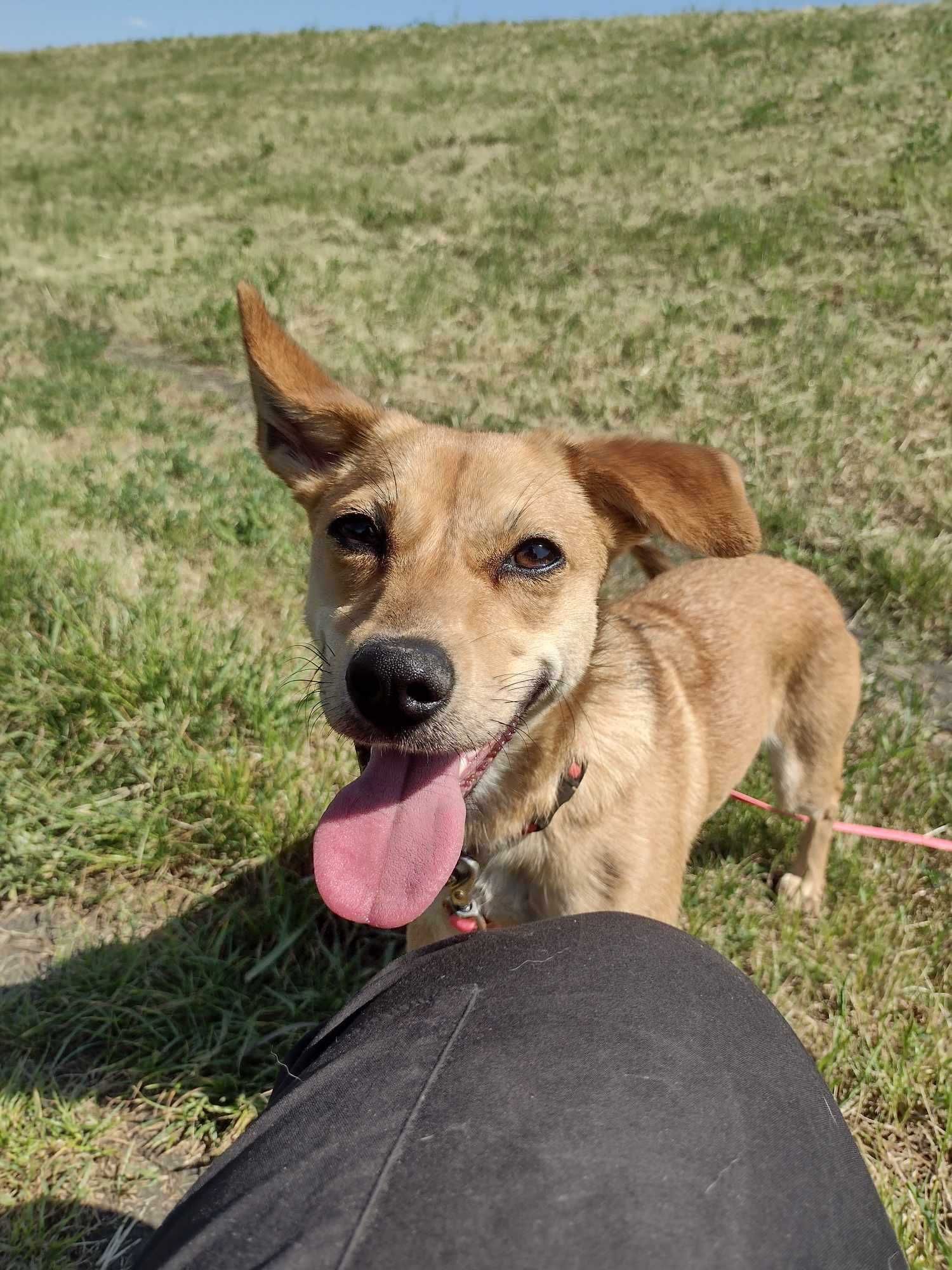 Sula poleca się do adopcji:)