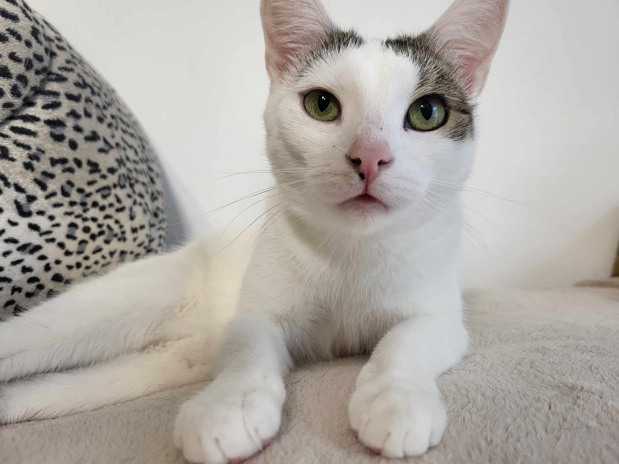 Cudowne kocie rodzeństwo do adopcji