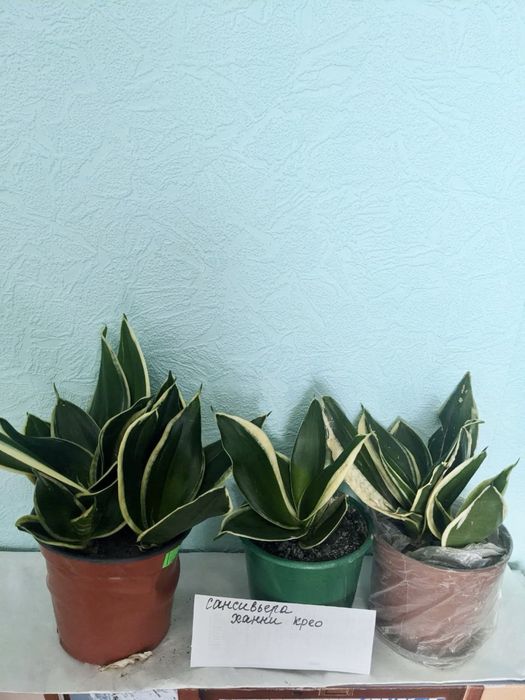 Сансевієрія різних сортів