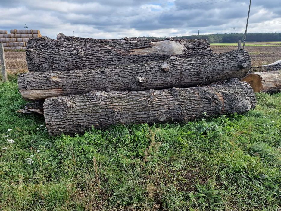 Sprzedam drewno Dąb tartaczny dłużyca, kłoda gruba do 1m średnicy