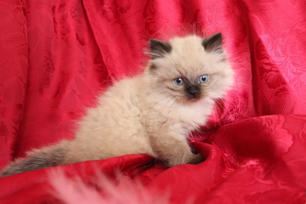 Кошенята невської маскарадної