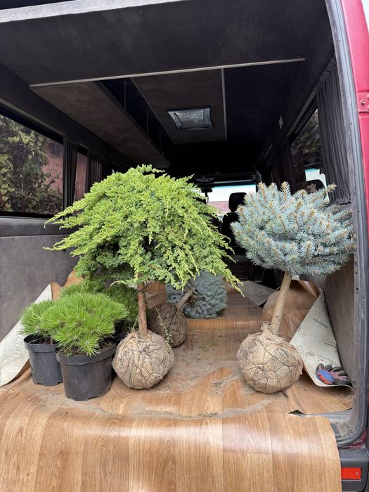 Туї, штамбові рослини, кипариси