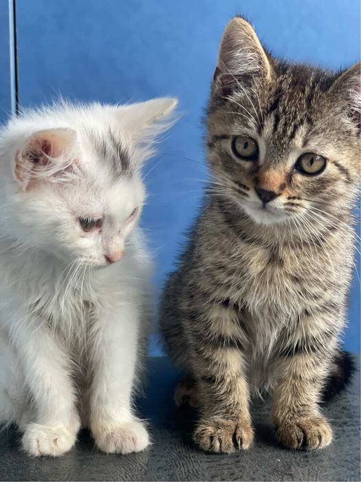 Кошенятка в хороші руки