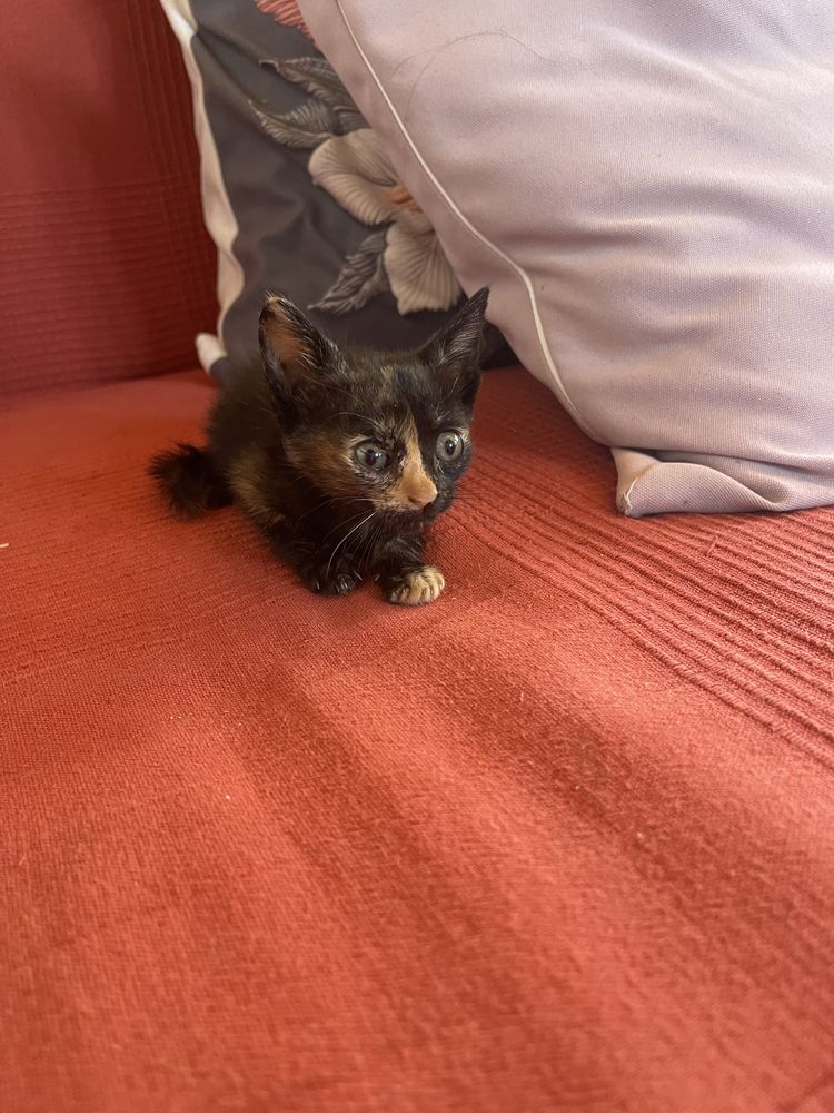 Gatinhas lindas para adoção