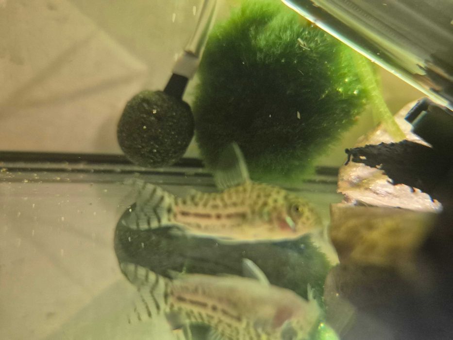 Kirys Julii - nakrapiany ( Corydoras Julii )