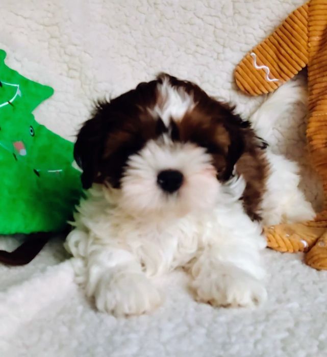 Shih Tzu ZKwP FCI