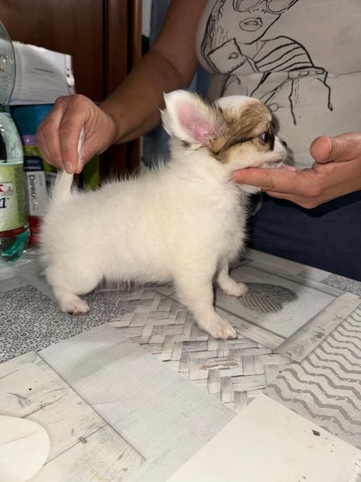 Malutki długowłosy  chihuahua