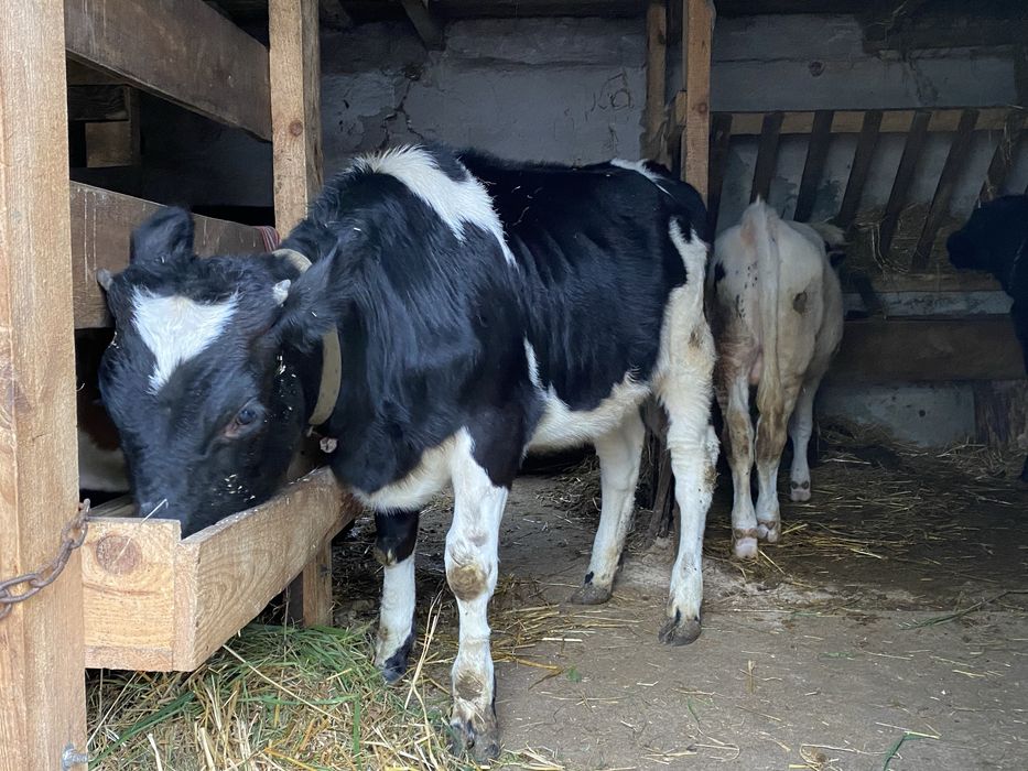 Продам телицю 260кг