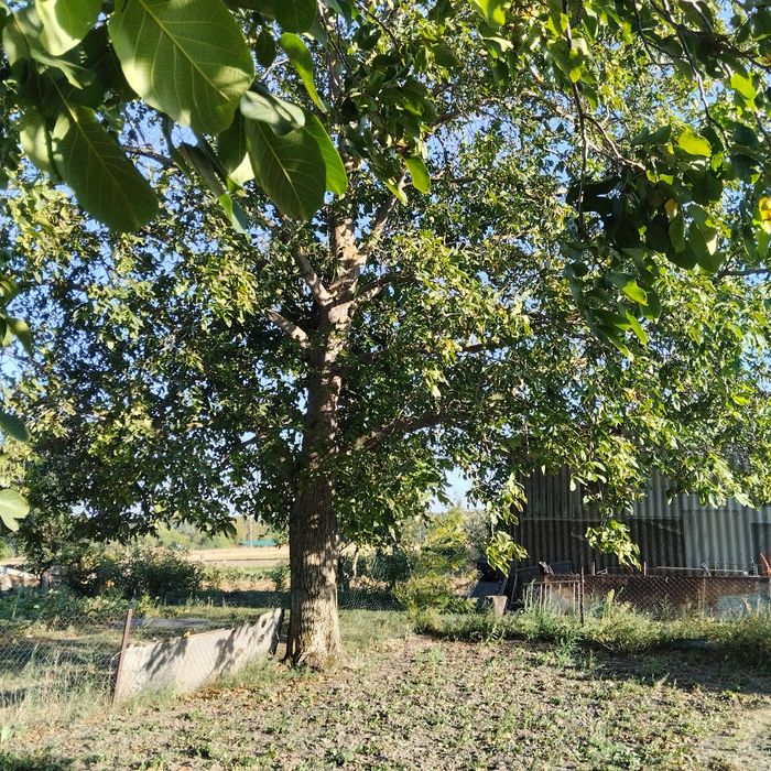 Продам горіх під спил радіус 240см ,самовивіз