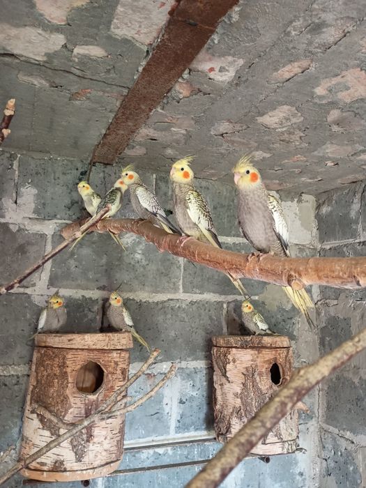 Sprzedam młode papugi nimfy