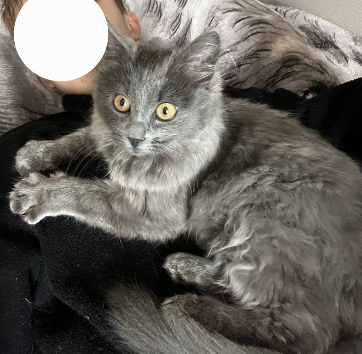 Кошеня нібілунга ,4 місяці