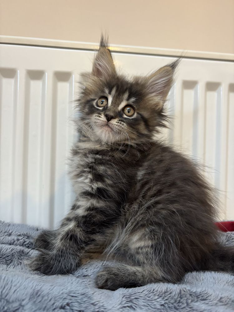 Kotka Maine Coon rodowód FPL+wyprawka