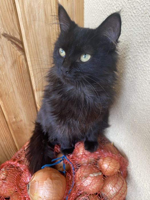 Дівчинка стерилізована в надійну родину