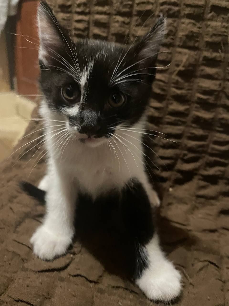4 кошечки 2 месяца