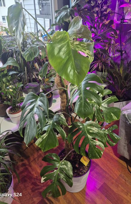 Monstera variegata