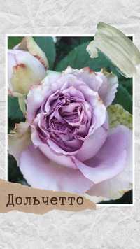 Саджанці троянд флорибунда англійські Остіна чайно-гібридні спреї