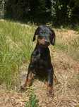 Doberman Fêmea com 2 meses