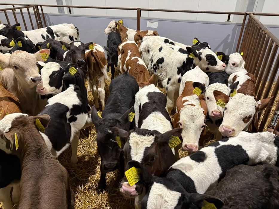 Cielaki cieleta byczki jałówki bydło